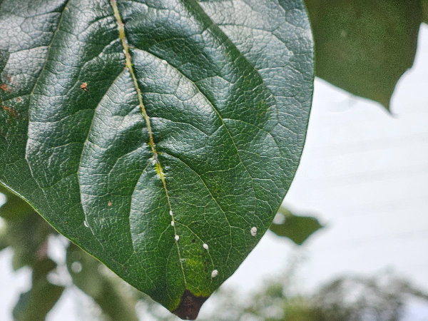 감나무주머니깍지벌레