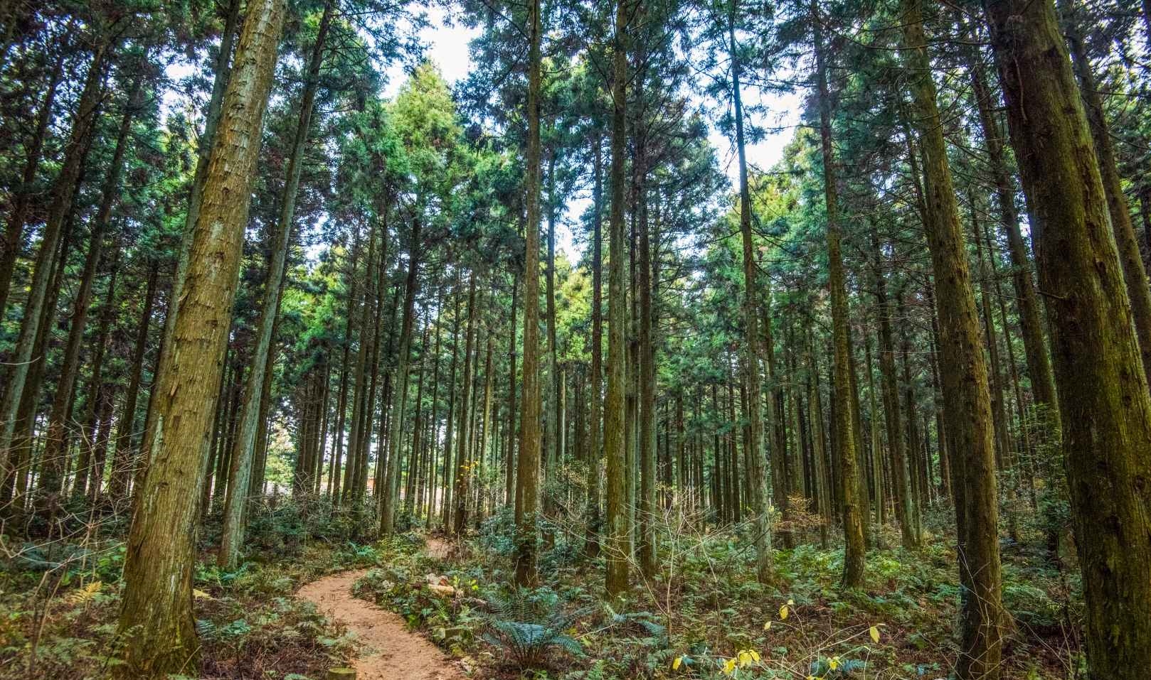 제주 사려니숲길