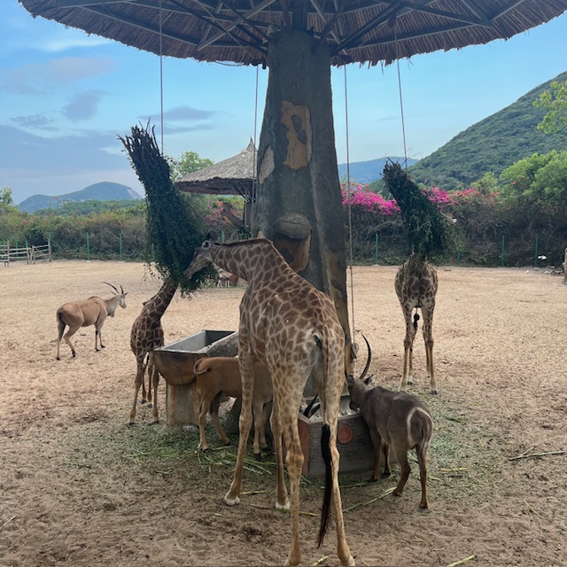 나트랑 빈원더스 기린 먹이주기 체험