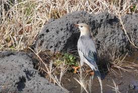 붉은부리찌르레기가 집단 번식을 포기한 배경