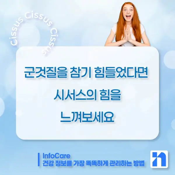 시서스 효능, 다이어트, 복용법