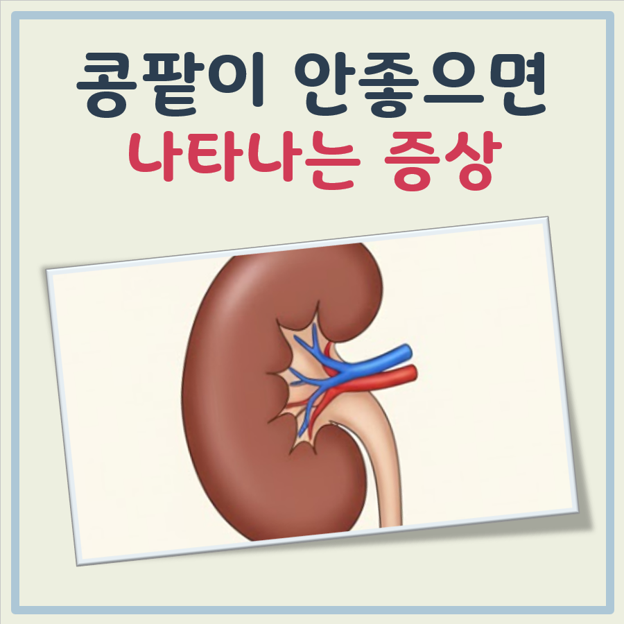콩팥이 안좋으면 나타나는 증상 대표 이미지