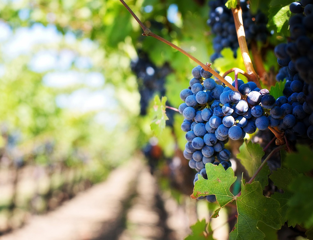 농업경영체 등록확인서 발급
