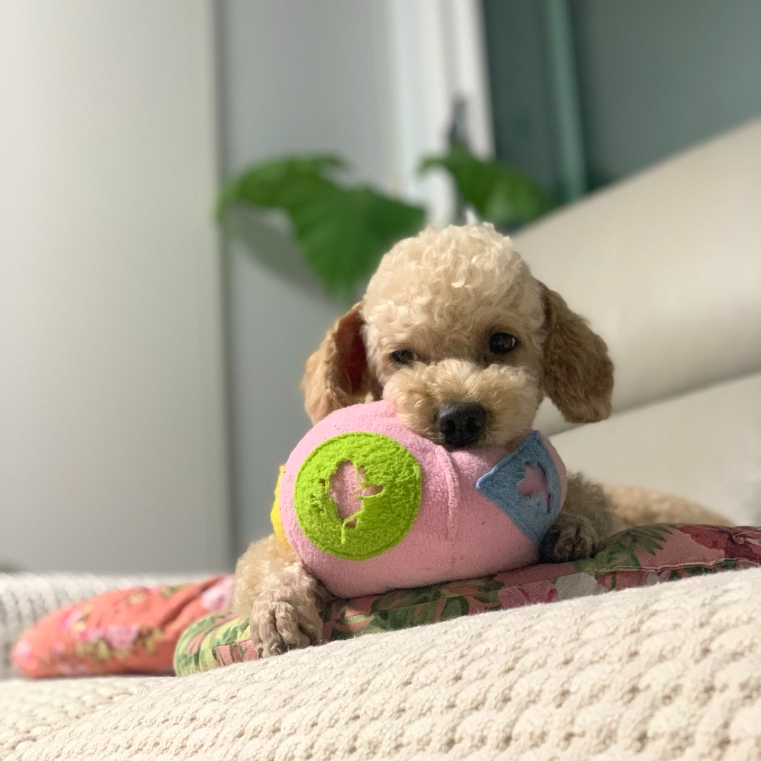 강아지 호두 아몬드 피스타치오 땅콩 마카다미아 피칸 먹어도 되나