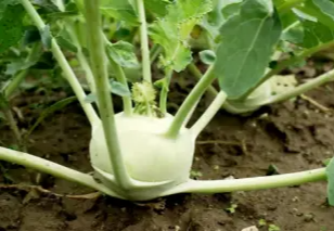 콜라비 효능 및 영양성분&amp;#44; 가격과 먹는법