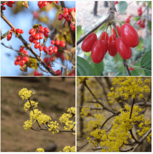 산수유