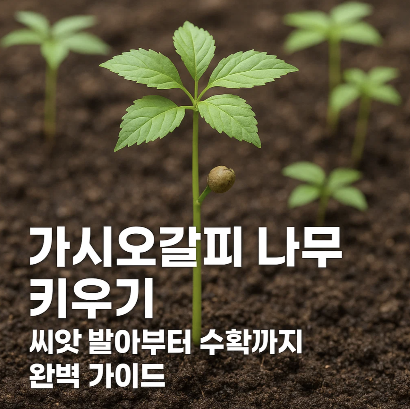 가시오갈피 나무 키우기, 씨앗 발아부터 수확까지 완벽 가이드