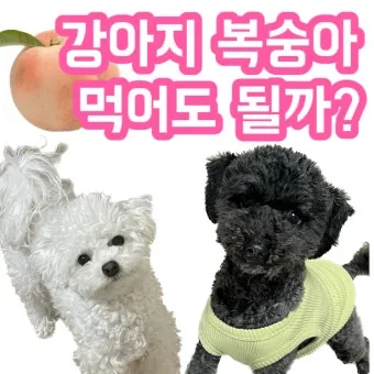 강아지 천도복숭아 먹어도 될까 안전한 급여 방법_23