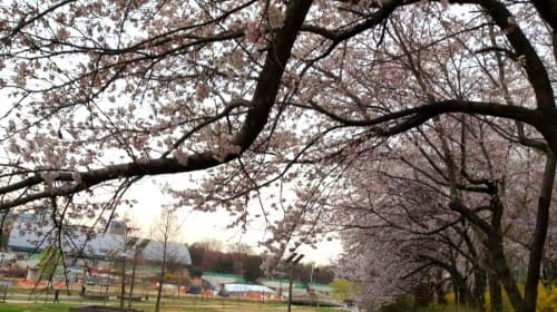 서울-벚꽃명소-양재선-서울숲-석촌호수-북서울꿈의숲