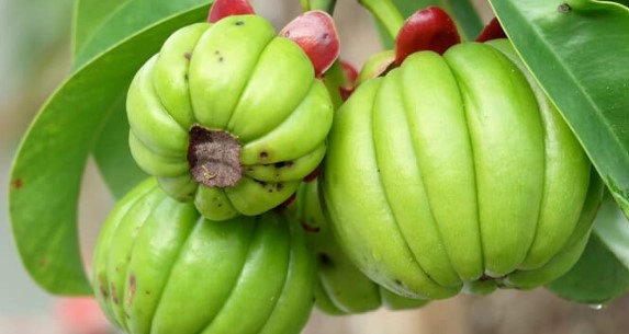 다이어트 가르시니아먹는법 총정리