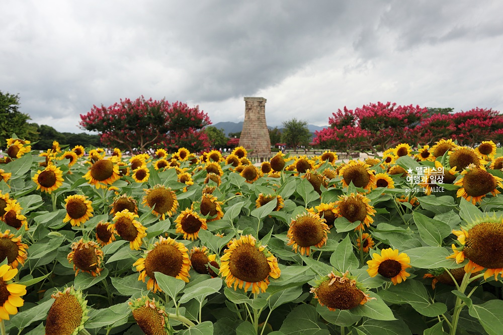 경주 해바라기 명소 , 경주 해바라기 밭 위치 모음, 7~8월 경주 여름 가볼만한곳, 첨성대