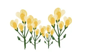 프리지아 수선화 꽃말 꽃다발 선물 의미_17