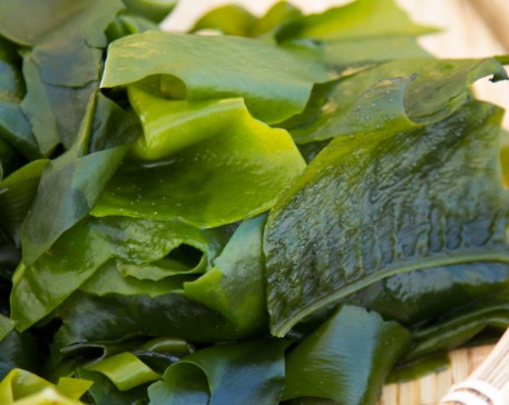 미역 보관 방법