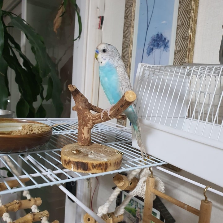 사랑앵무(잉꼬새)사육 환경