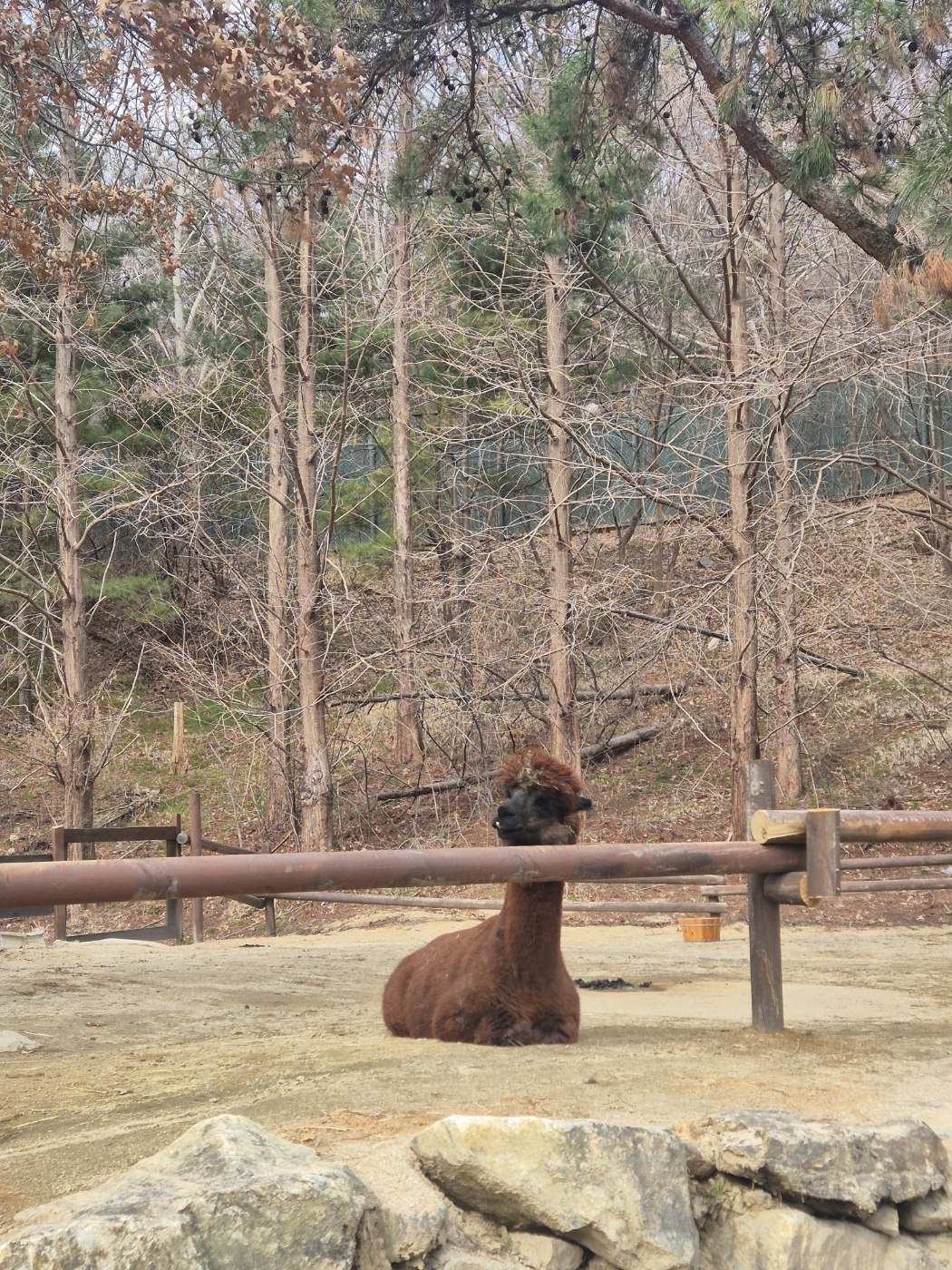 알파카