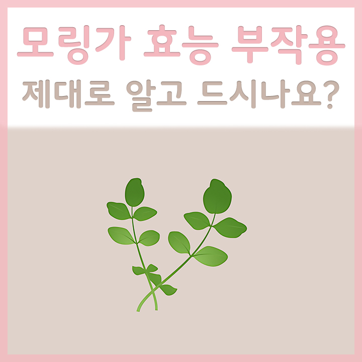모링가