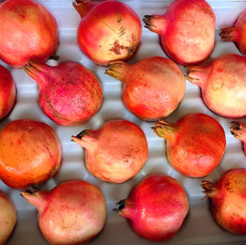 고흥석류피칸농장