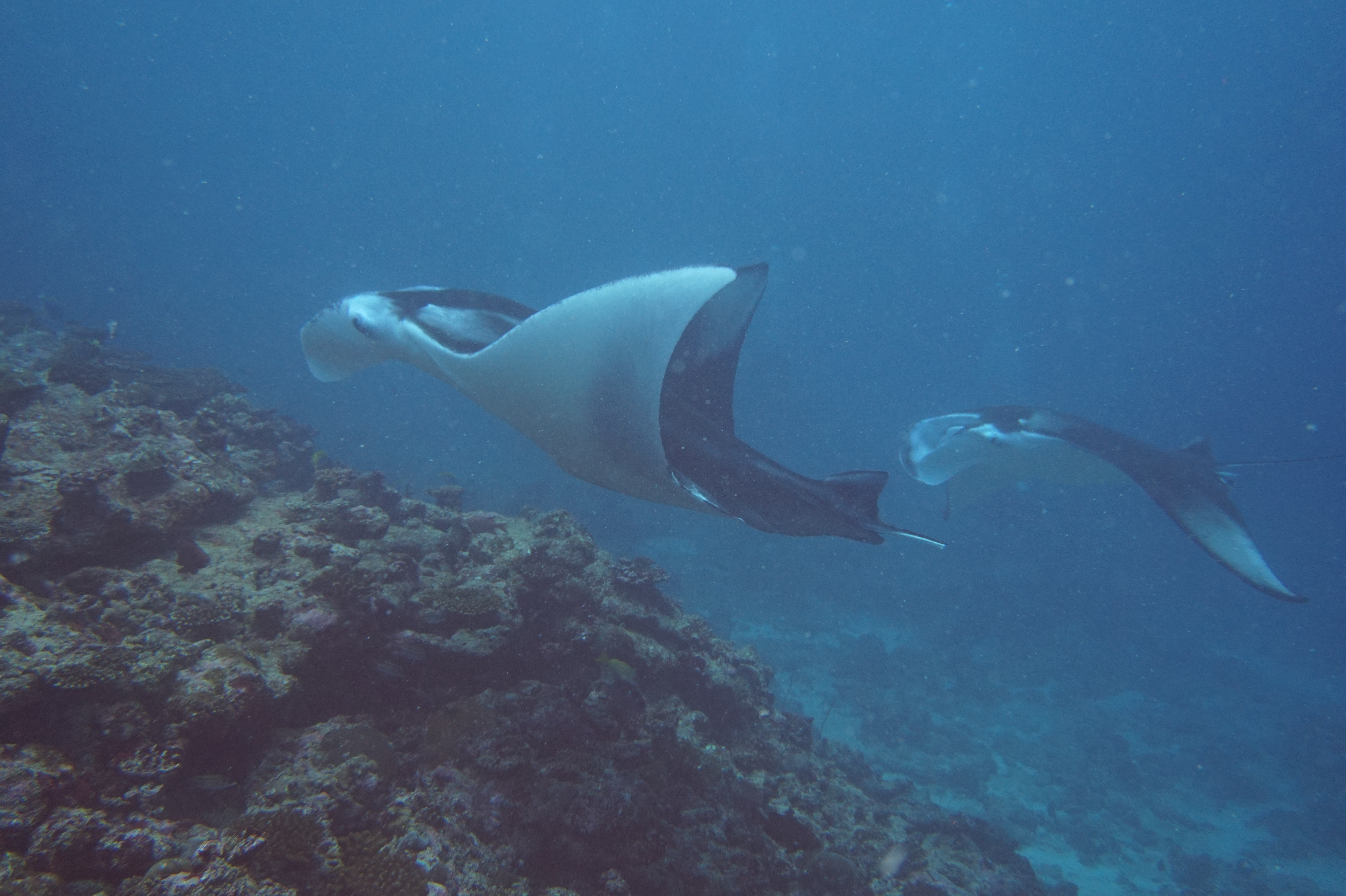 만타 다이빙 사진