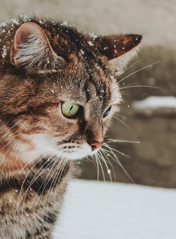 고양이 추위 온도 조절