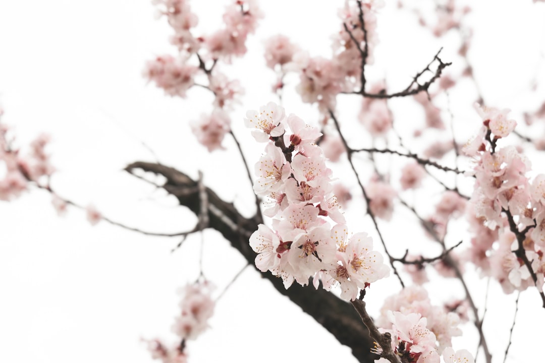 Peach Blossom