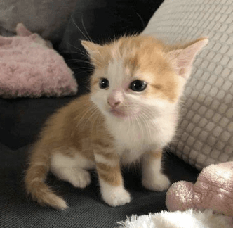 고양이 먹이 기다림