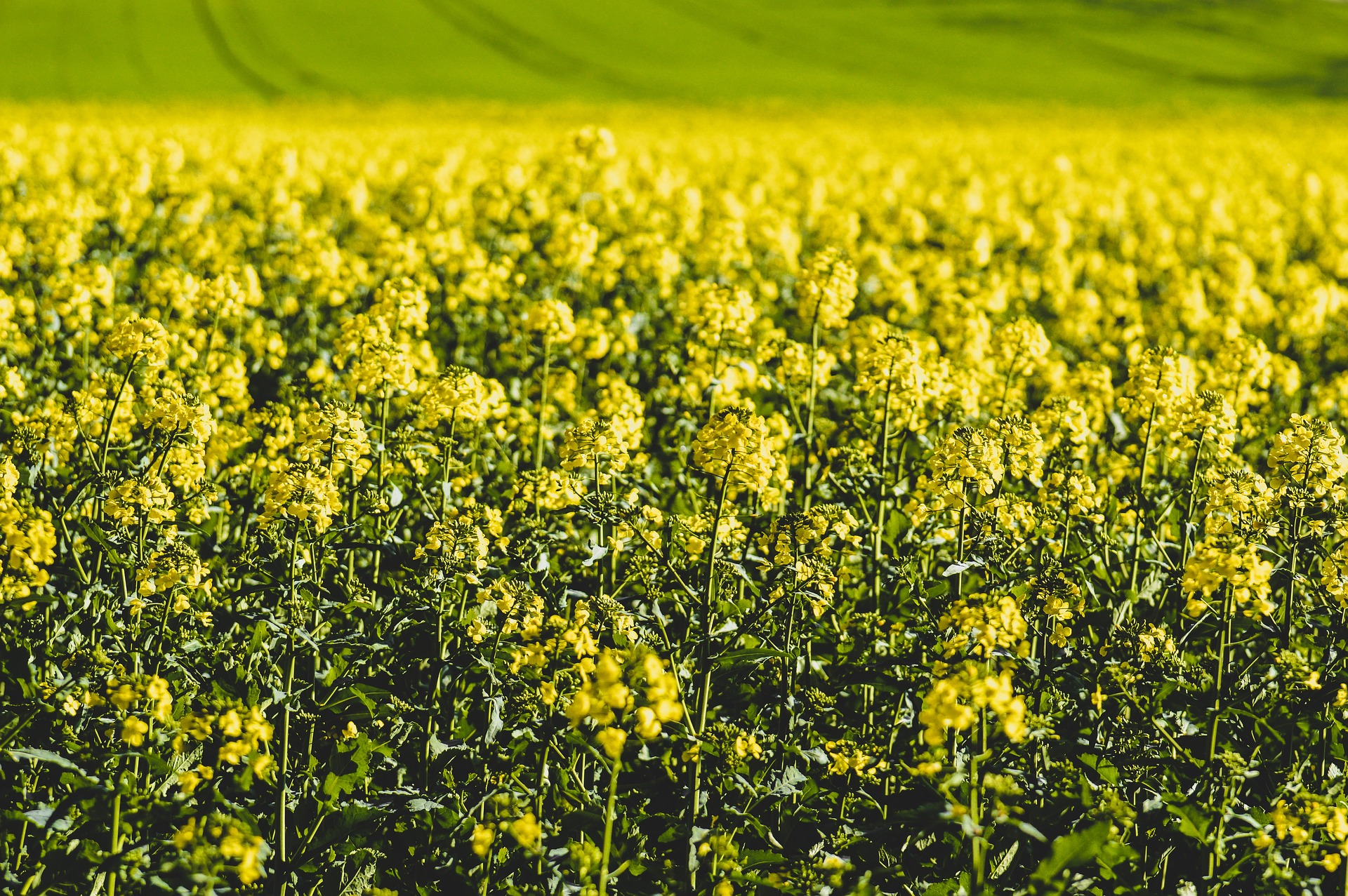 제주도 축제 일정