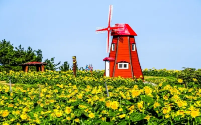 강주 해바라기 축제_8