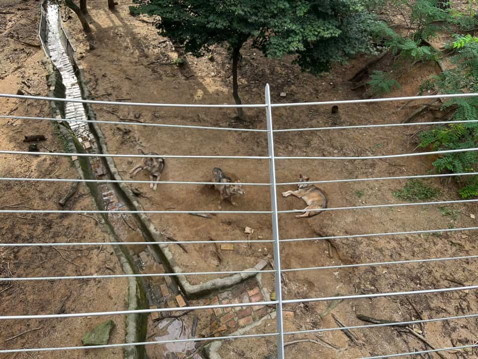 오월드 늑대