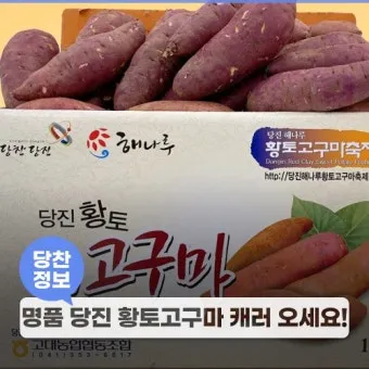 당진해나루황토고구마 홍보판촉행사 축제 장소로 안내_13