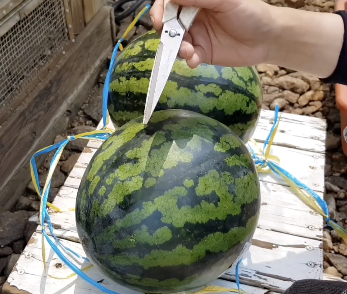 수박껍질 색깔로 구분하는 맛있는 수박