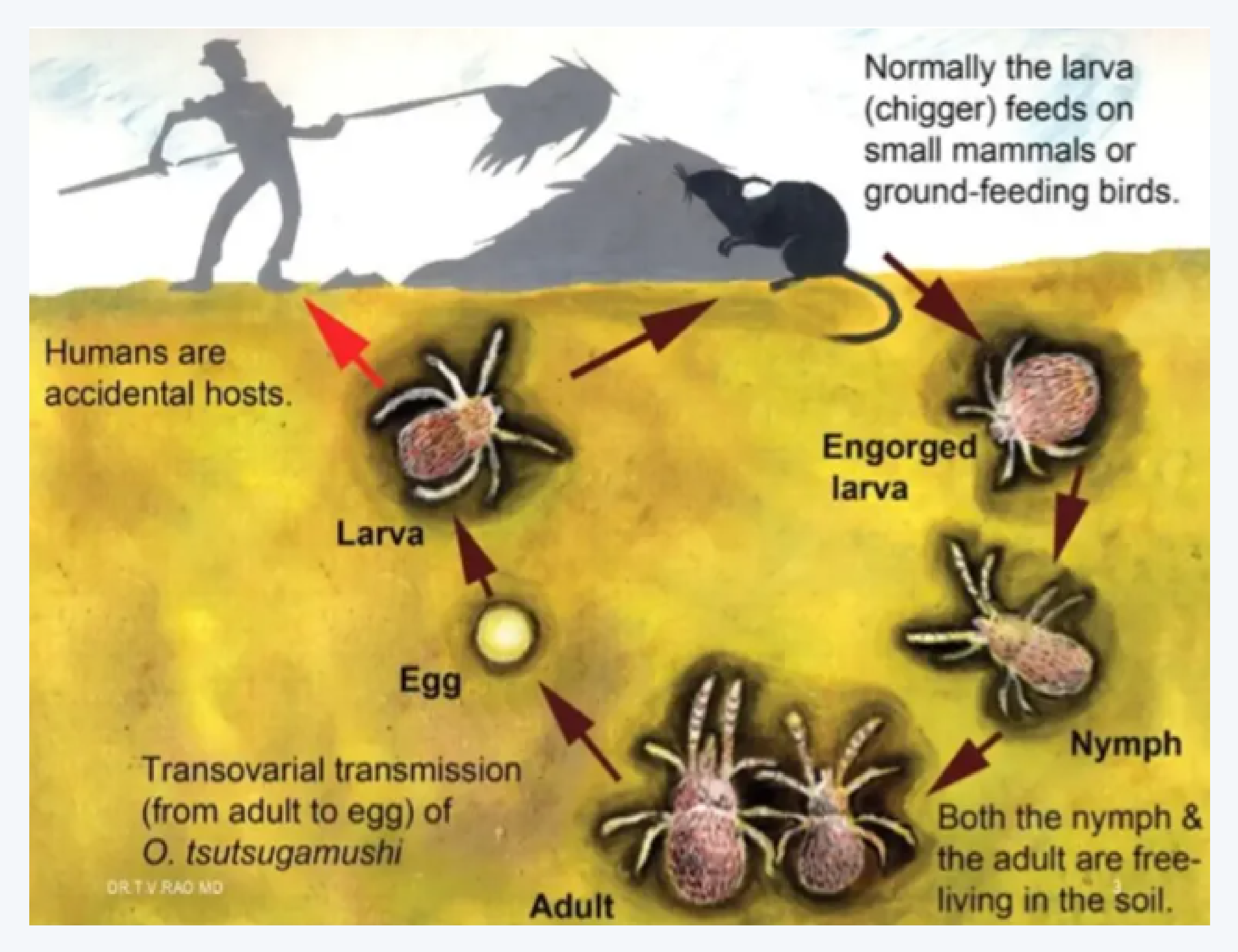 쯔쯔가무시, 진드기