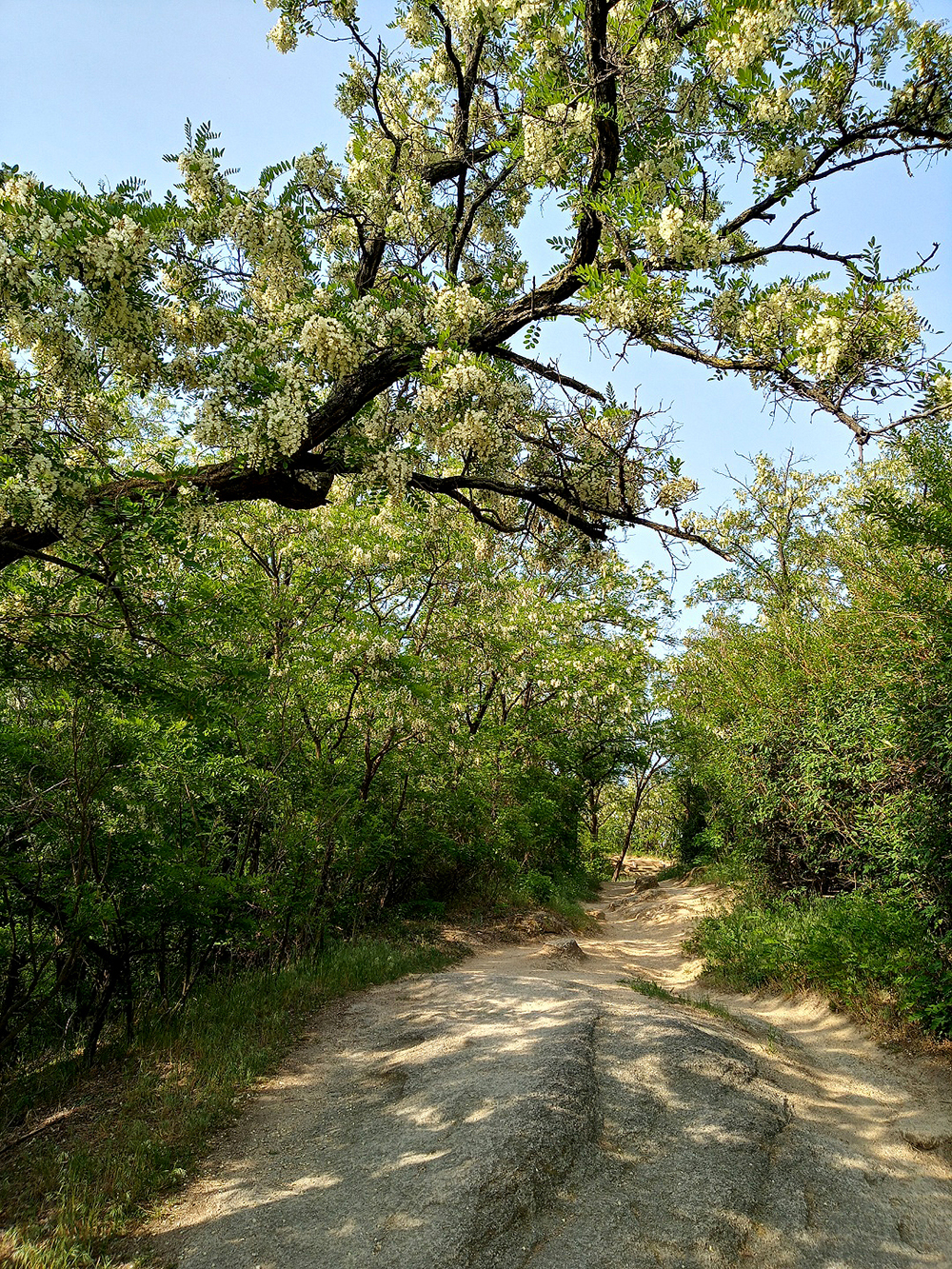 서대문구 안산자락길 아까시꽃