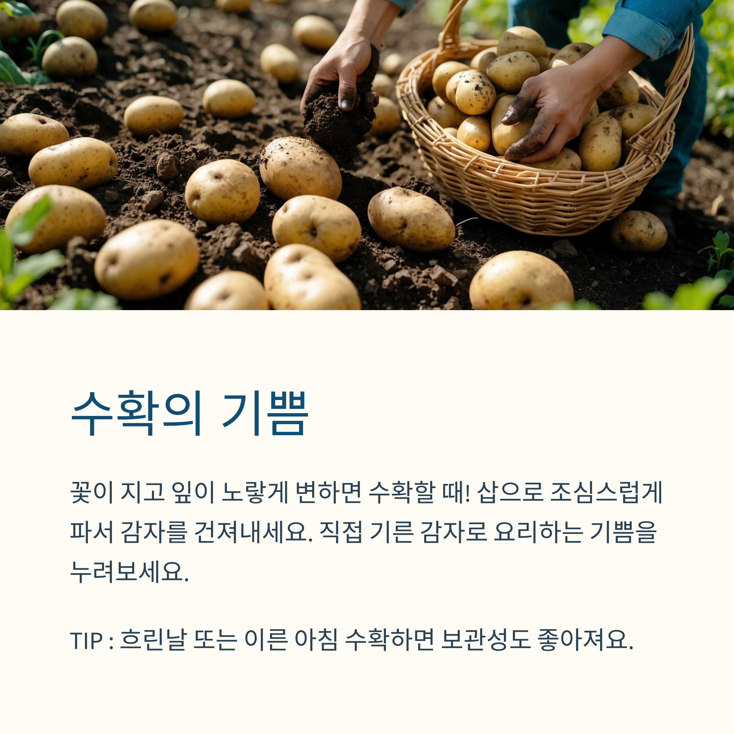 감자수확 대작