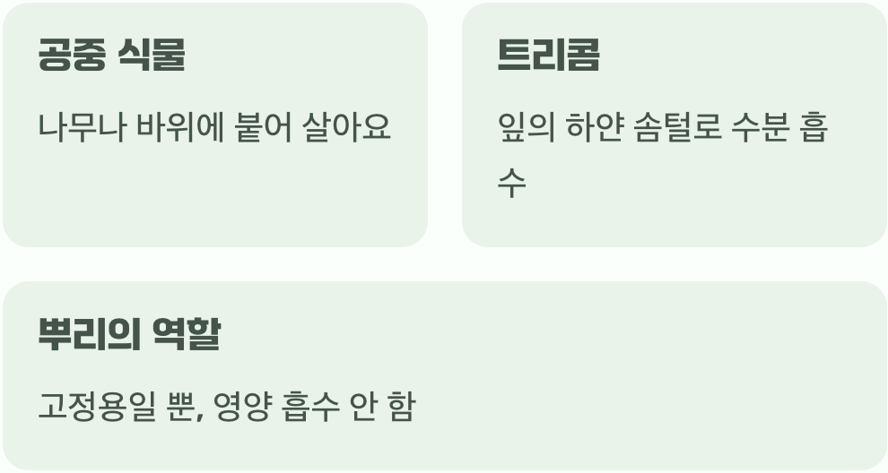 흙 없이 사는 신기한 식물