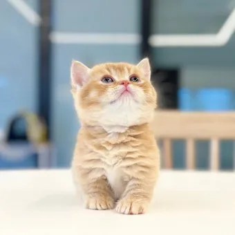 먼치킨 고양이 유전병_6