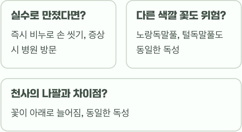 길가에 핀 이 꽃, 사약보다 무서운 '흰독말풀'일 수 있습니다