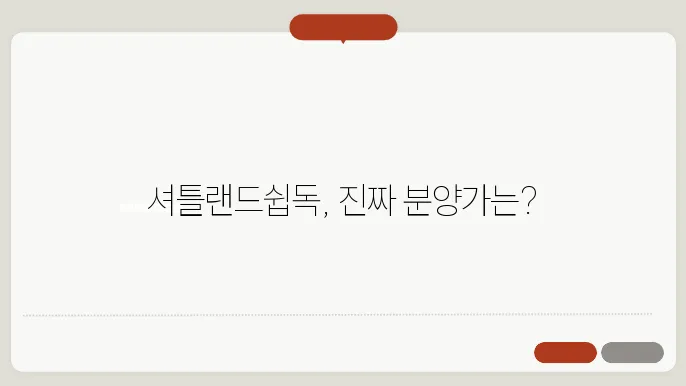셔틀랜드쉽독 분양가 알아보기
