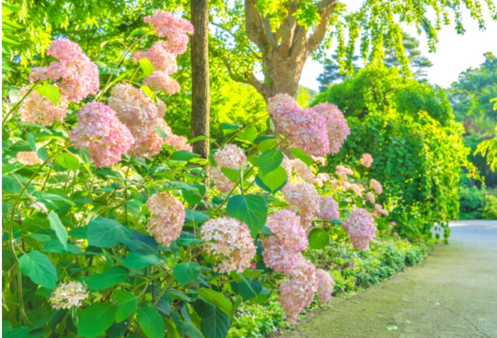 2024년 화담숲 여름 수국 축제 정보