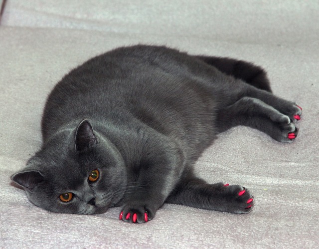 뚱뚱한 고양이