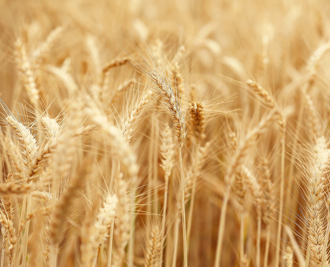 지역사랑상품권