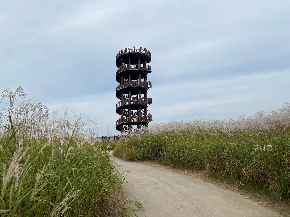 서울-근교-나들이-가볼만한곳-추천-억새-코스모스-시흥갯골생태공원-무료-주차-꿀팁