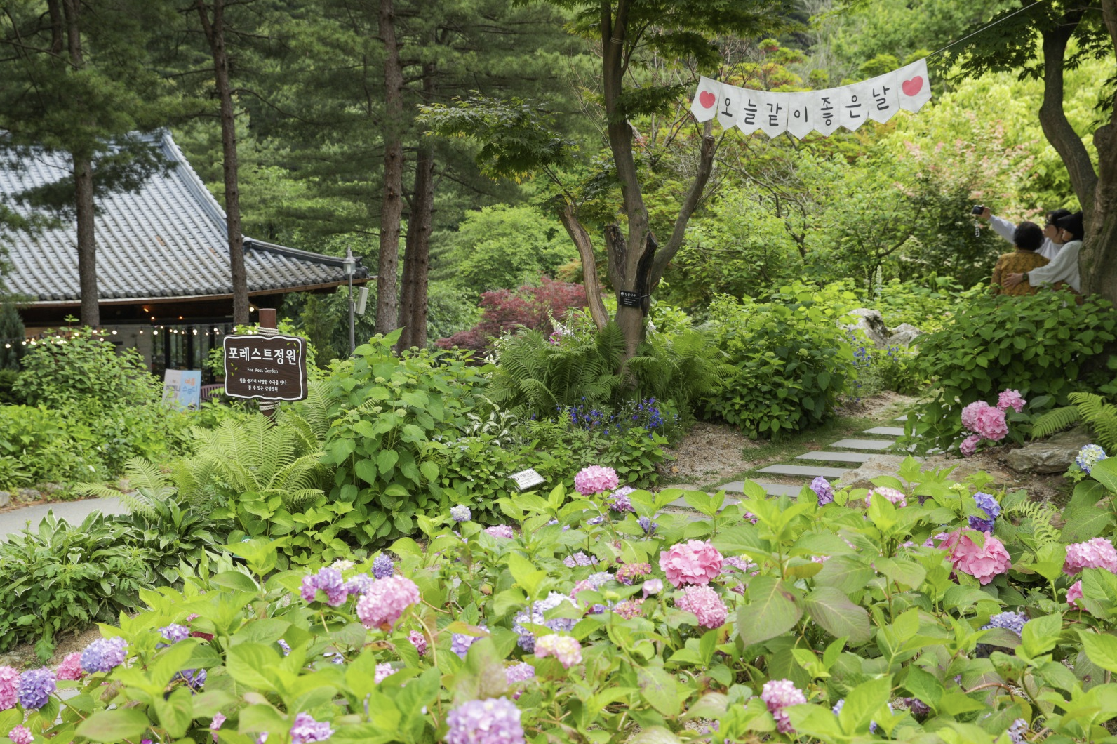 가평아침고요 수목원 수국전시회