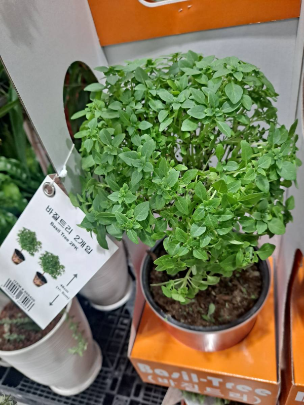 코스트코 바질트리