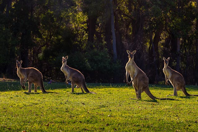 호주 월폴 나무숲 캥거루