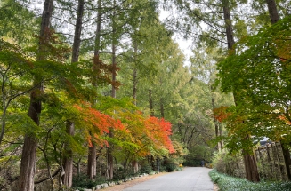 당일치기/가을/힐링/여행/대전/장태산자연휴양림/메타세쿼이아/스카이워크 