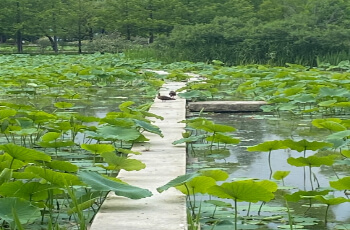 세미원 연꽃축제 연꽃문화제_10