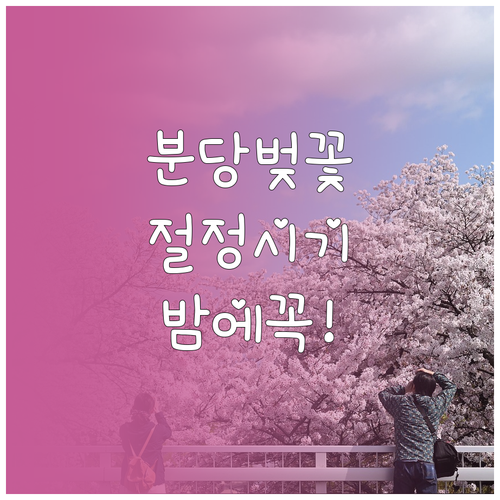 2026년 분당 벚꽃 절정 시기 및 ..