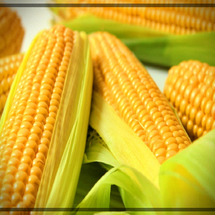 초당옥수수