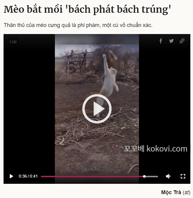 "밧 팟 밧 쭝" 고양이 관련 기사