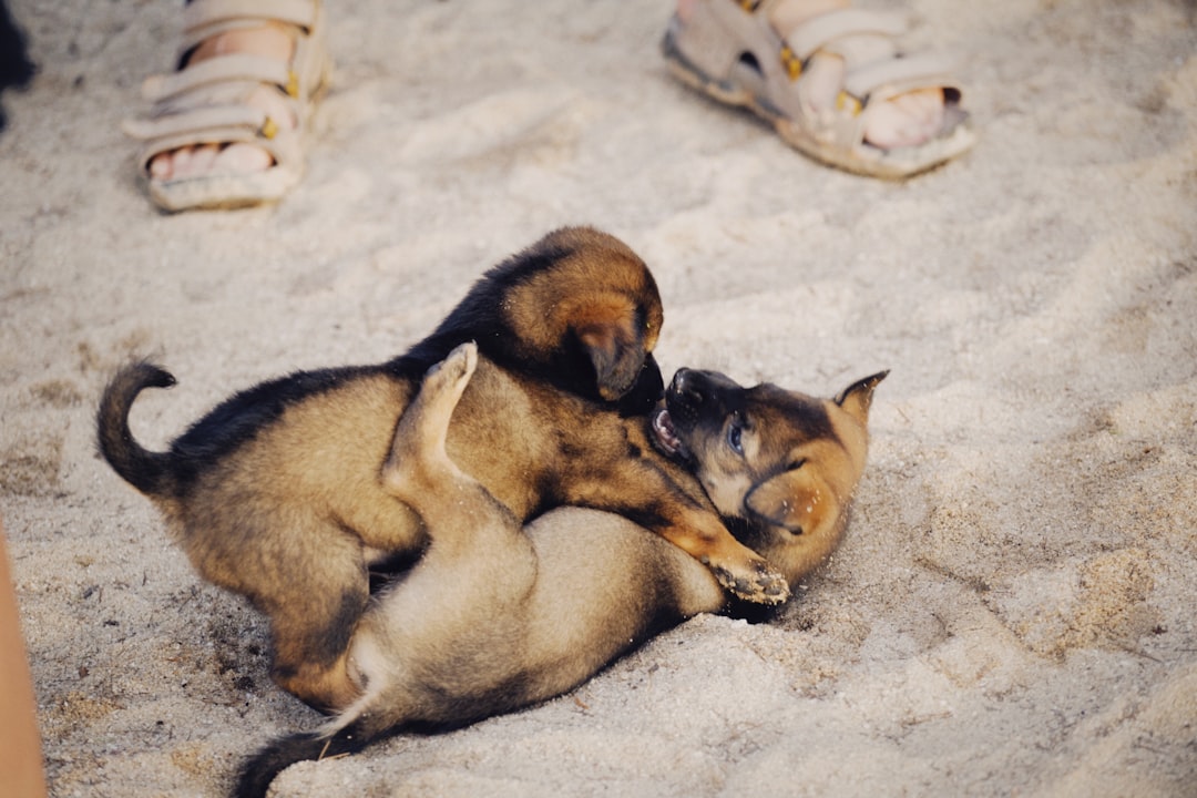 Companionship